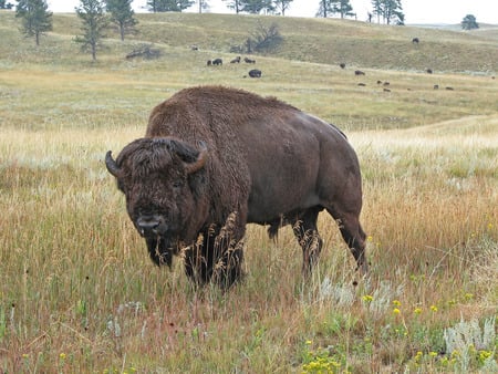 american bison - buffalo, american, bison, bull