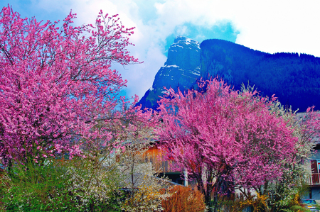 Power of spring - sky, landscape, mountain, background, trees, popular, colorful, power, spring, sesons, nature, pink, clouds, blue, colors, house