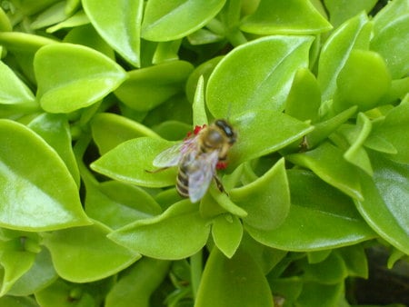 bee-nature - montenegro, bee, nature, beauty