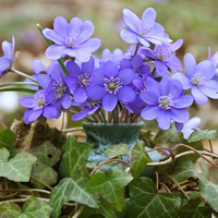 flowers for Denise