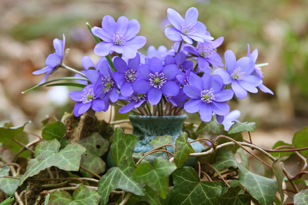 flowers for Denise - flowers, ivy, blue, beautiful, snowdrops, still life