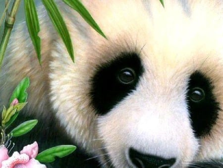 Hello - wildlife, bear, plant, blossom, panda