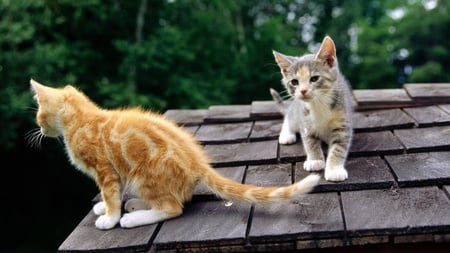 Cute Kitties - cute, animals, beautiful, kitties, sweet, adorable, kitty, cats, roof, trees