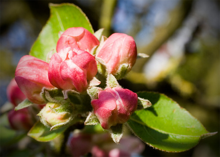 apple blossom - apple, pink, beautiful, blossom, branch