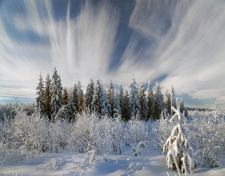 winter again - pine trees, frozen, white, winter, beautiful, snow, again