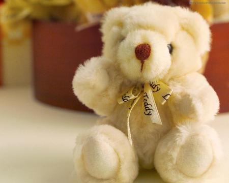 teddy bear - teddy bear, white, lovely, toy