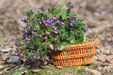 wild flowers basket - wild flowers, blue, beautiful, basket, still life