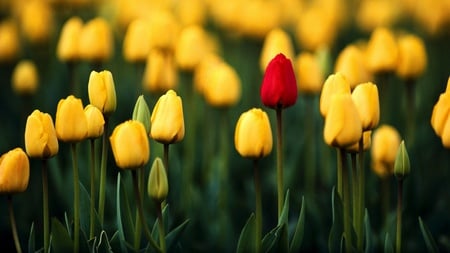 be different! - tulips, yellow, red, green, grass