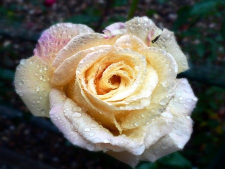 Rose - flowers, yellow, roses, nature