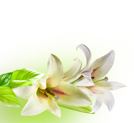 Lilies - nice, lilies, bouquet, gentle, drawing, white, art, cool, beautiful, flowers, elegantly, harmony, flower