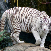 WHITE TIGER