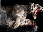 WHITE TIGER (BIG MOUTH)