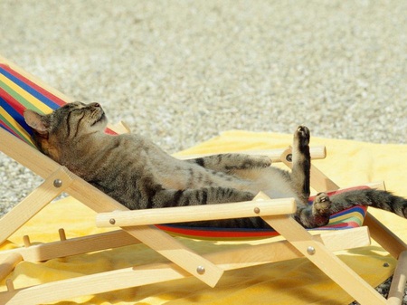 Relax - fur, animal, feline, deck-chair, whiskers, cat