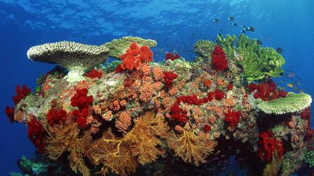 Reef of hard and soft corals Malaysia - reefs, beach, anemon, asian, nature, coral, life, beautiful, fish, colors