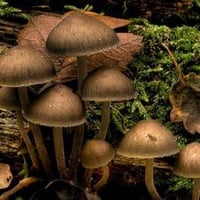 Mushrooms-At-Jubilee-Nature-Trail-Park