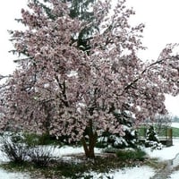 Snow in March