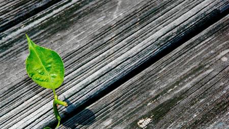 Growing-plant - textures, nature, wood, 3d, leaf, plant