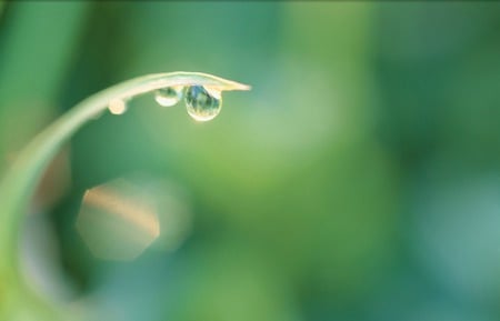 Dew Drops - dew drops, sunlight, grass, delicate