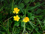 mountain flowers