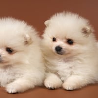 Adorable Dogs