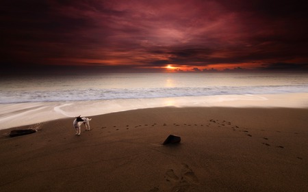 Sunset - beach, splendor, dog, paws, sand, dogs, view, red, hdr, sky, clouds, beautiful, sea, beauty, colors, lovely, sweet, ocean, colorful, nature, sunset, waves, cute, footprints, peaceful, animals