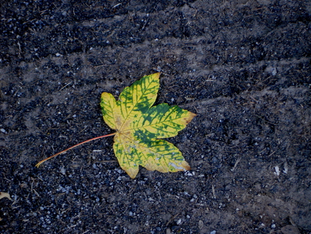 autumn leaf - nature, green, leaf, autumn