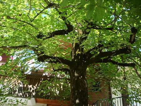 summer tree - nature, green, summer, lime tree