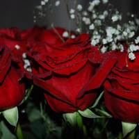 Beautiful red roses