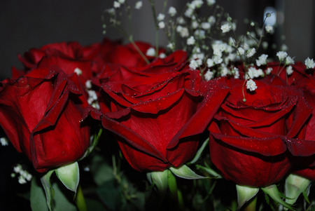 Beautiful red roses - beauty, roses, red, flowers, rose