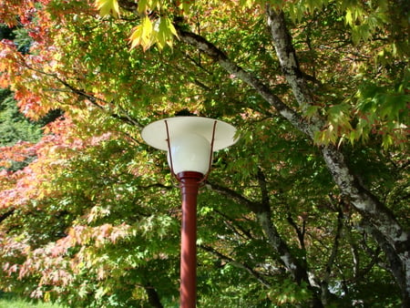 autumn light - leaves, lantern, light, autumn