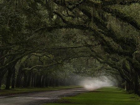 MISTY LANE - branches, trees, dark, forest, path