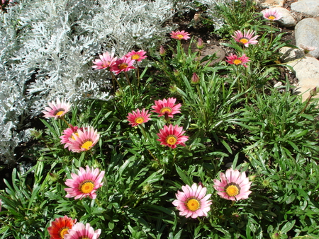 mountain flowers - nature, flowers, mountain, switzerland