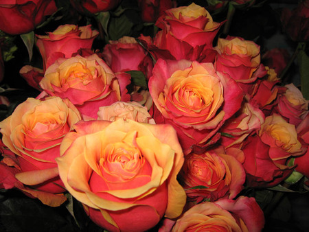 Amazing roses - flowers, roses, beautiful roses, yellow, rose, beauty, bouquet, pink