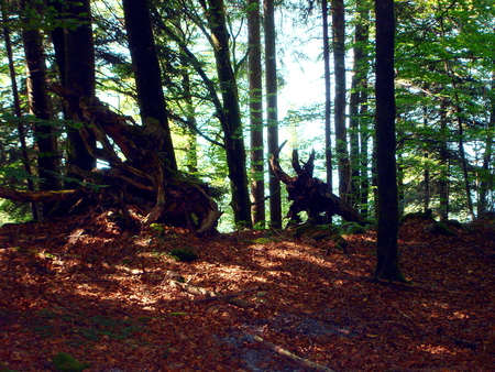 enchanted greenwood - brown leaves, greenwood, wooden, magic