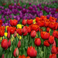 Field of tulips