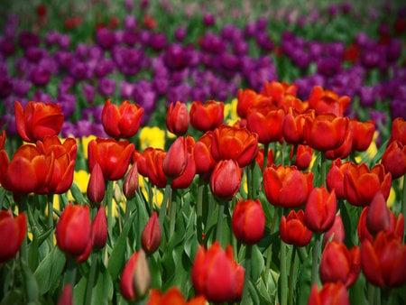 Field of tulips - yellow, flowers, colours, tulips, nature, purple, red, beautiful tulips, field