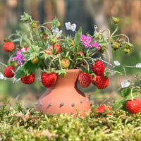 forest strawberries