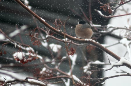 When the sping comes? - rowan, bullfinch, spring, march