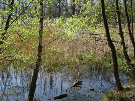 romantic pond - nature, water, lake, pond