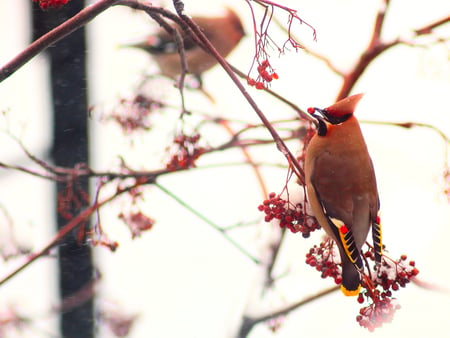 Waxwing in red - canon, mountain ash, snow, waxwing