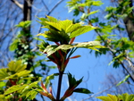 spring leaves