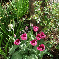 spring tulips