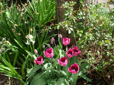 spring tulips - spring, tulips, nature, garden