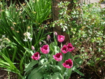 spring tulips