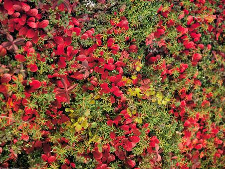 Red bear berry - photograph, red, berry, wallpaper, photo, spring, fruits, wall, bear, fruit, picture, berries, colours, nature