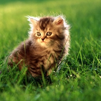 Adorable Kitty