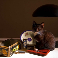KITTY ON GRANDMA'S TABLE