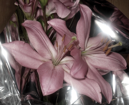 lily - lily, flower, petals, pink