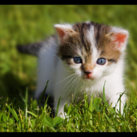 WHAT DOES THE KITTY SEE