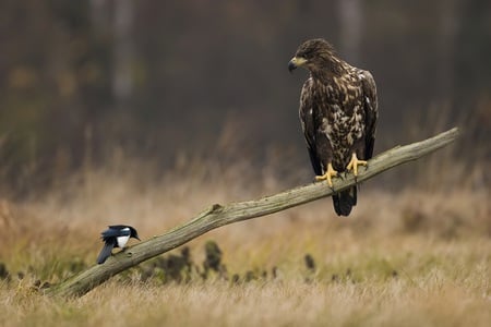 Conversation - eagle, forest, bird, unequal